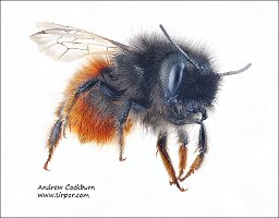 2010-03-31-Osmia-cornuta-front-quarter