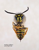 2009-07-27-Vespula-vulgaris-frontal