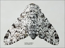 2010-07-24-Biston-betularia