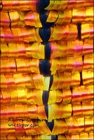 2010-03-17-Chrysiridia rhipheus-5