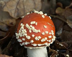 Basidiomycota